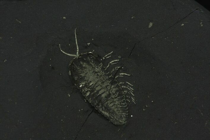 Pyritized Triarthrus Trilobite With Appendages - New York #129110